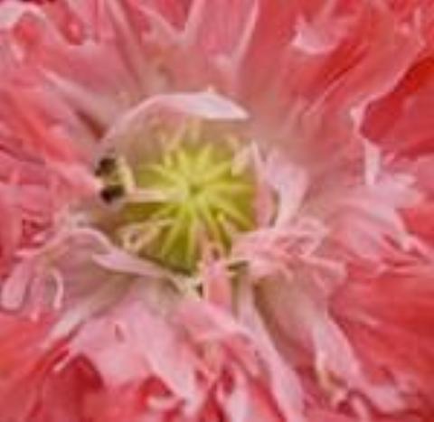Pinky Mix Poppy, organic, open pollinated, cut flower