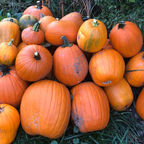 Pumpkin, Early Dakota Howden