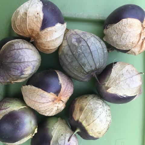 Tomatillo, Purple de Milpa