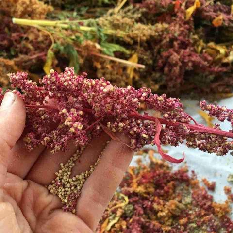 Quinoa, Brightest Brilliant