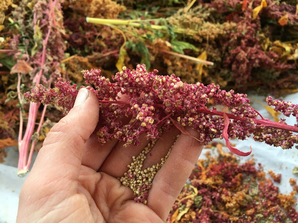 Quinoa, Redhead