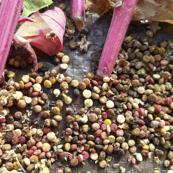 Quinoa, Kasala