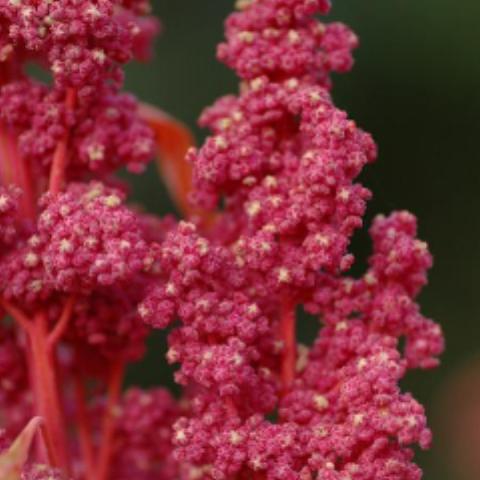 Quinoa, Redhead