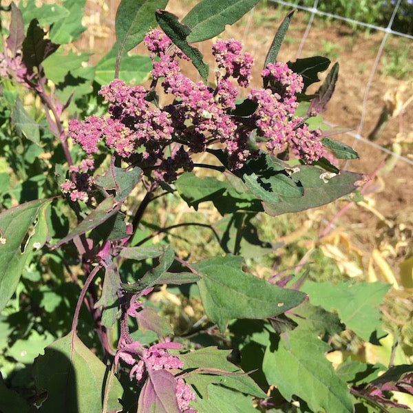 Quinoa, Shelly Black, organic, open pollinated, cut flower