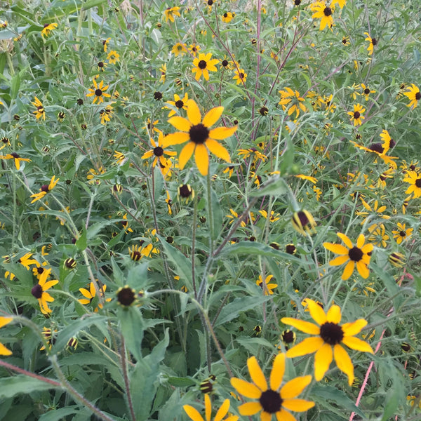 Rudbeckia triloba, organic, cut flower