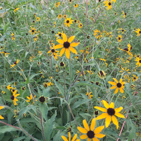 Rudbeckia, Triloba