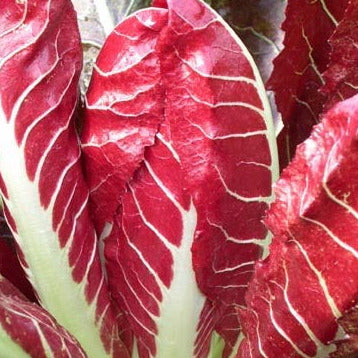 Radicchio, Treviso