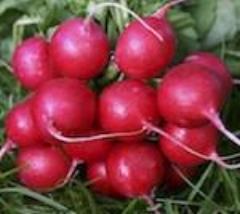 Radish, Cherry Belle