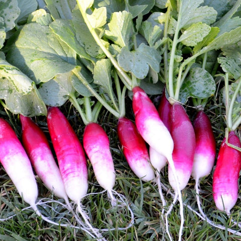 Radish, French Breakfast