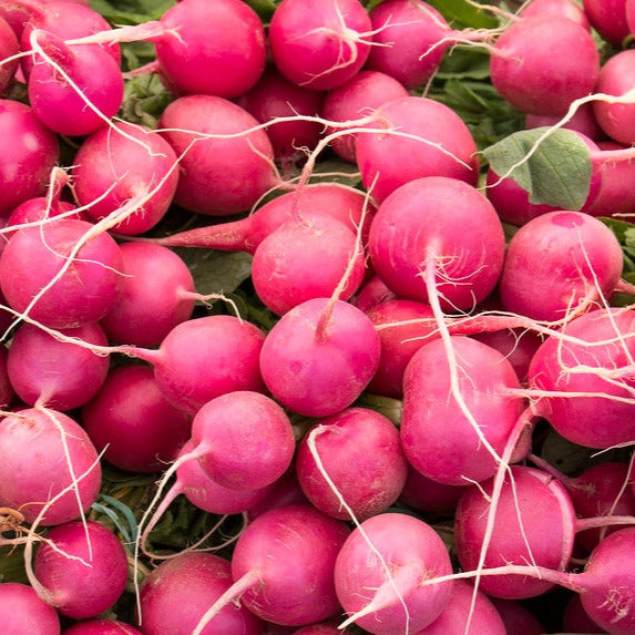 Radish, Pink Beauty