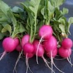 Radish, Pink Beauty