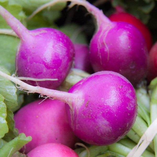 Radish, Plum Purple