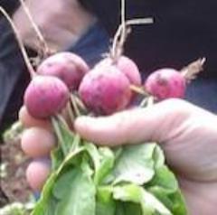 Radish, Plum Purple