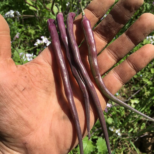 Rat Tail Radish, organic, open pollinated