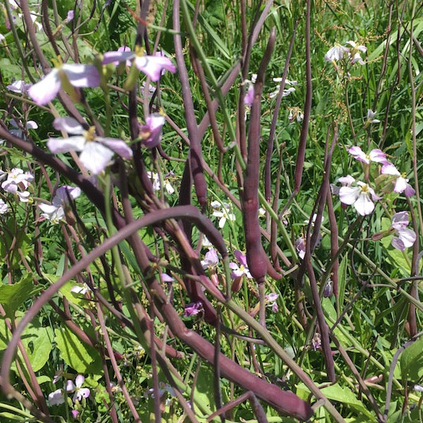 Rat Tail Radish, organic, open pollinated