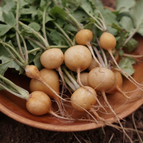 Radish, Zlata Gold