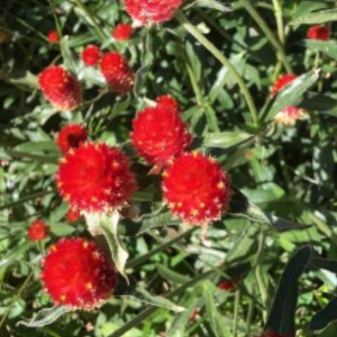 Globe Amaranth, Strawberry Fields