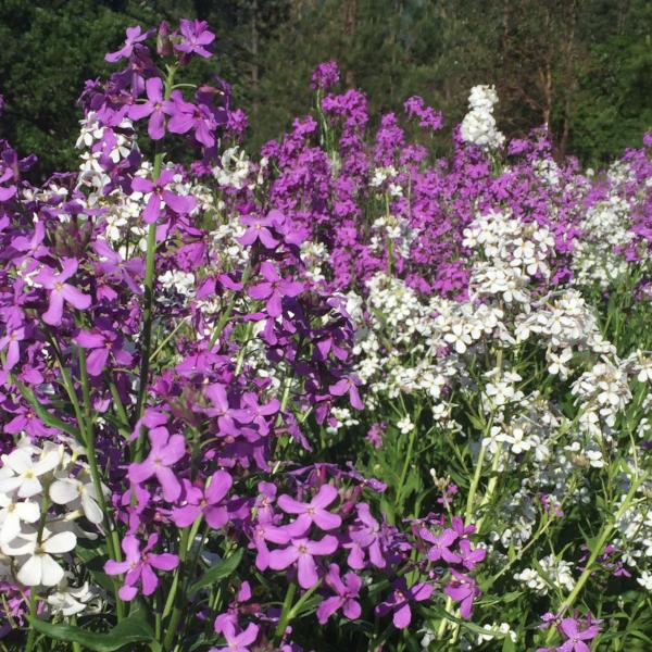 Dame's Rocket, organic, open pollinated, cut flower