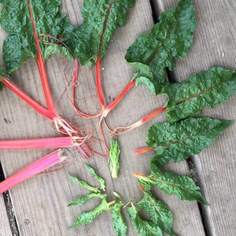 Swiss Chard, Ruby Red