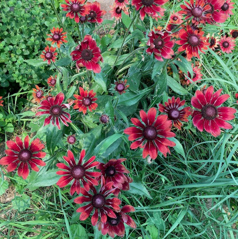 Rudbeckia, Cherry Brandy