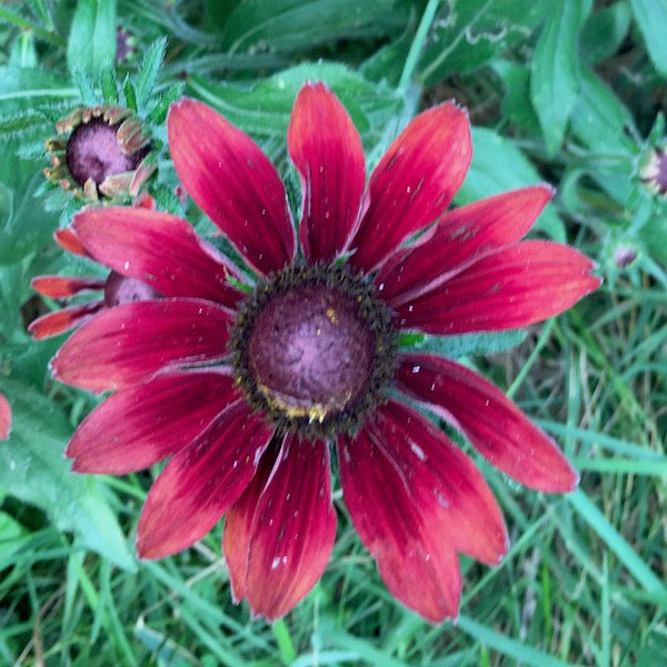 Rudbeckia, Cherry Brandy