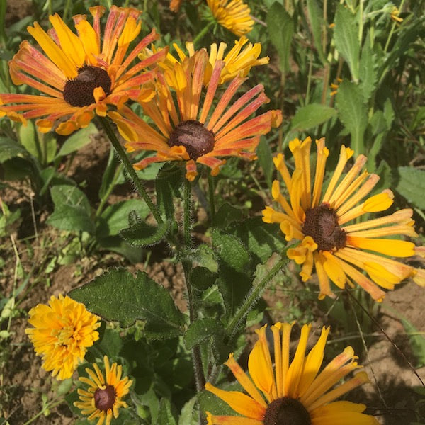 Rudbeckia, Chim Chiminee, organic, open pollinated, cut flower