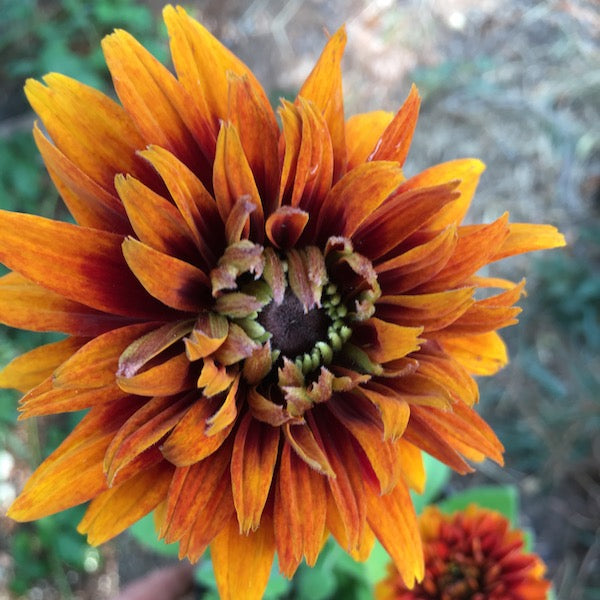 Rudbeckia, Josie, organic, open pollinated, cut flower