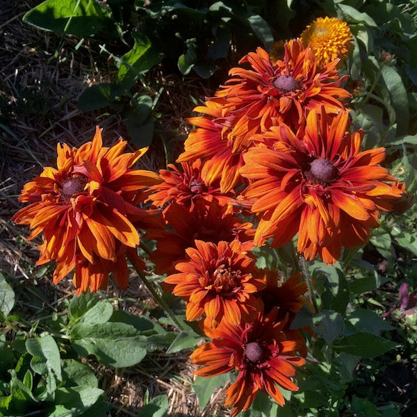 Rudbeckia, Josie, organic, open pollinated, cut flower