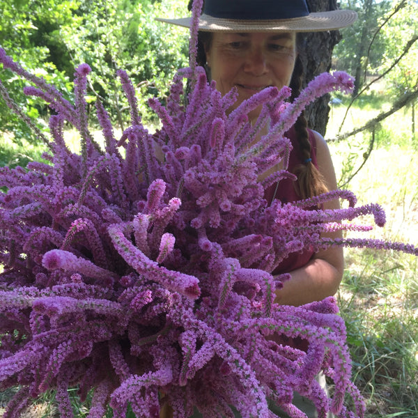 Russian Statice, organic, open pollinated, cut flower