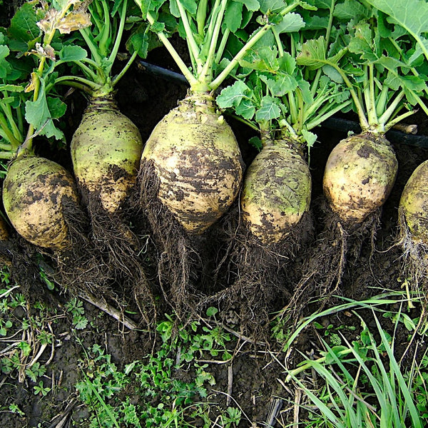 Rutabaga, Nadmorska