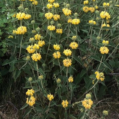 Sage, Jerusalem