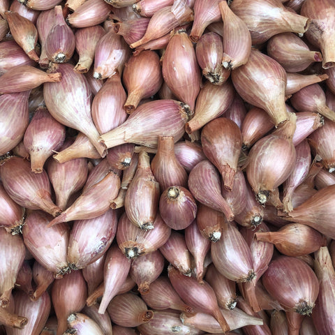 Shallots, Long Bow