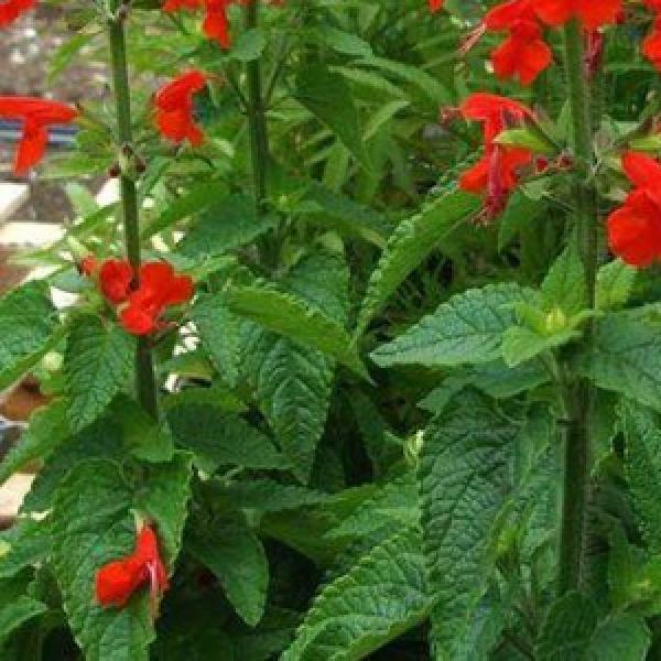 Salvia, Lady in Red