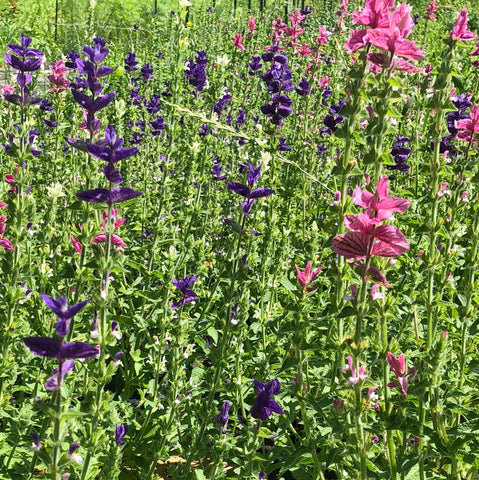 Salvia, Marble Arch