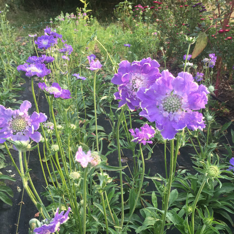 Scabiosa, Fama Mix