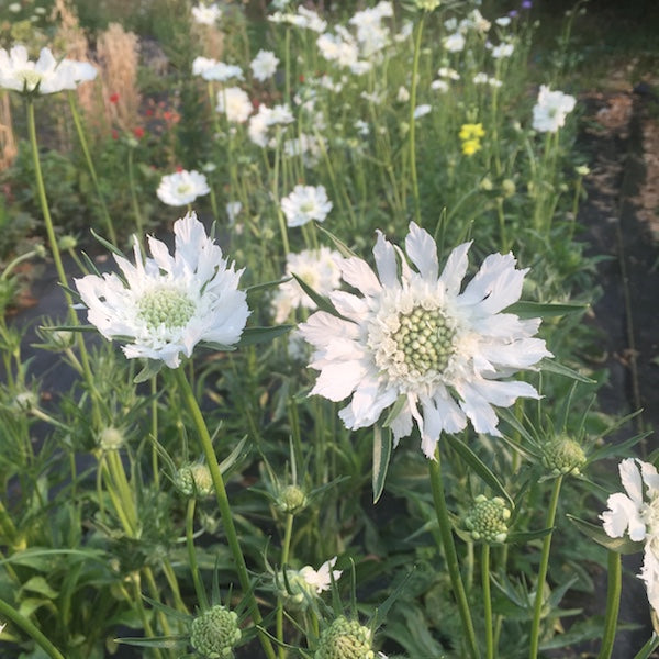 Scabiosa, Fama Mix, organic, cut flower, open pollinated