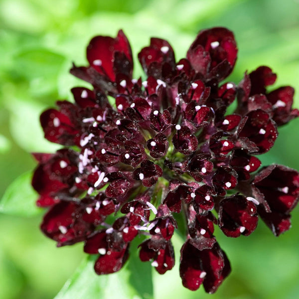 Black Knight Scabiosa, organic, cut flower