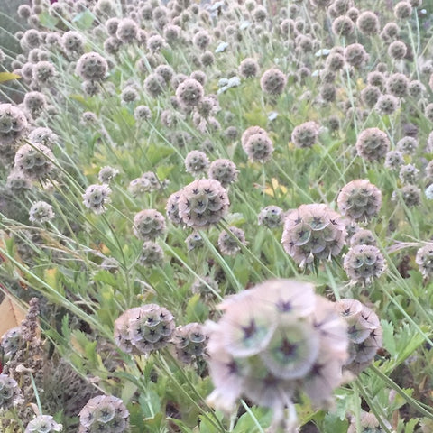 Scabiosa, Starflower