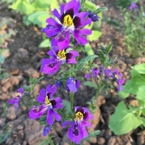 angel wings plant seeds Schizanthus, Angel Wings Mix