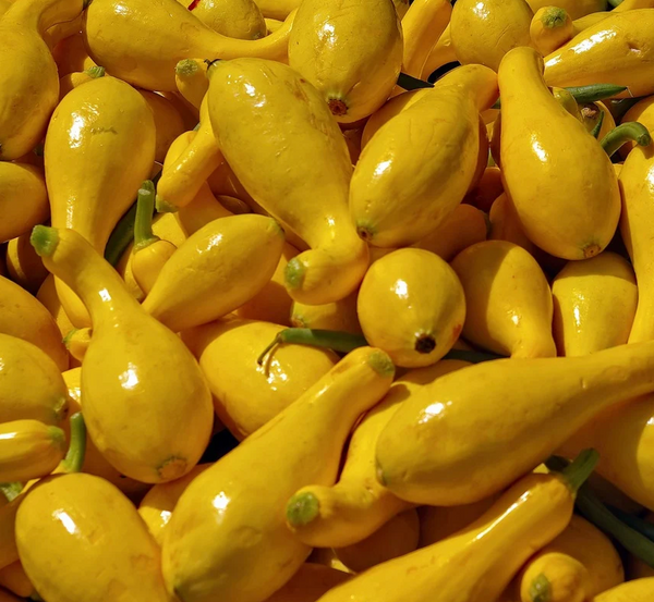 Summer Squash, Yellow Crookneck