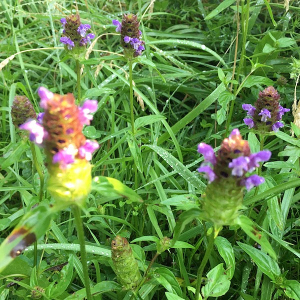 Self Heal, organic, open pollinated