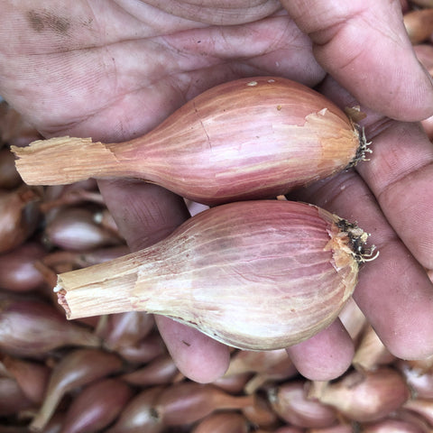 Shallots, Long Bow