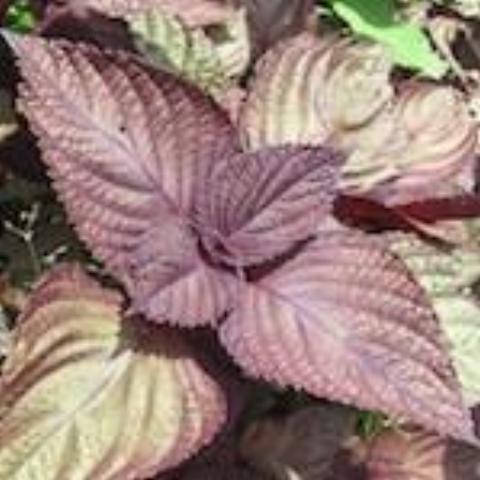 Perilla, Red Shiso