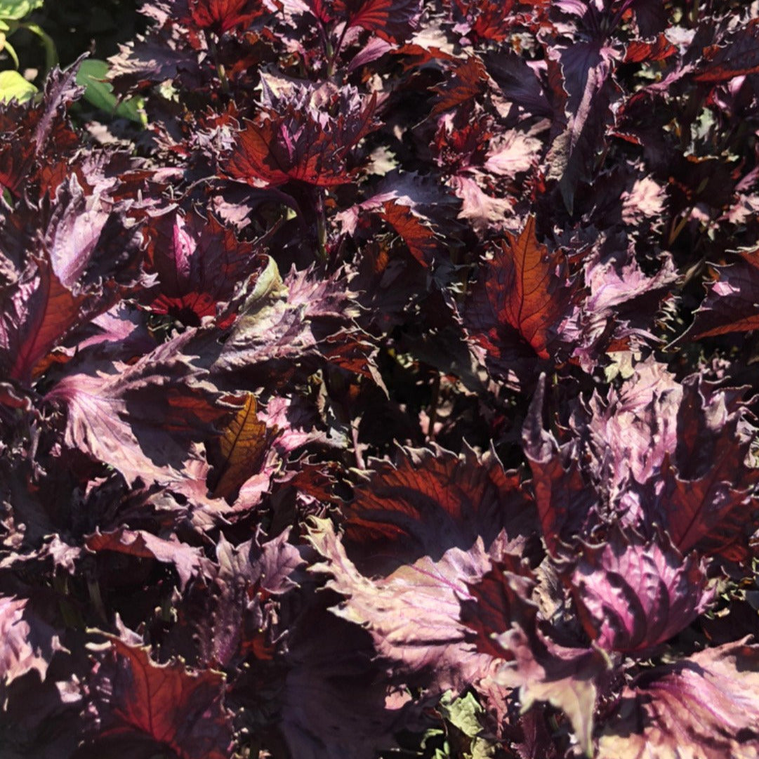 Perilla, Red Shiso | Siskiyou Seeds