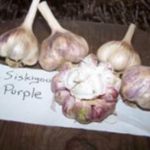 Garlic, Siskiyou Purple