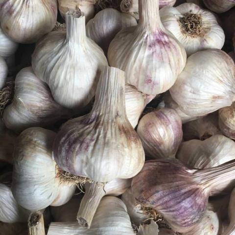 Garlic, Siskiyou Purple