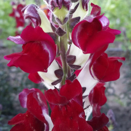 Snapdragon, Night and Day
