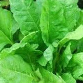 Sorrel, French