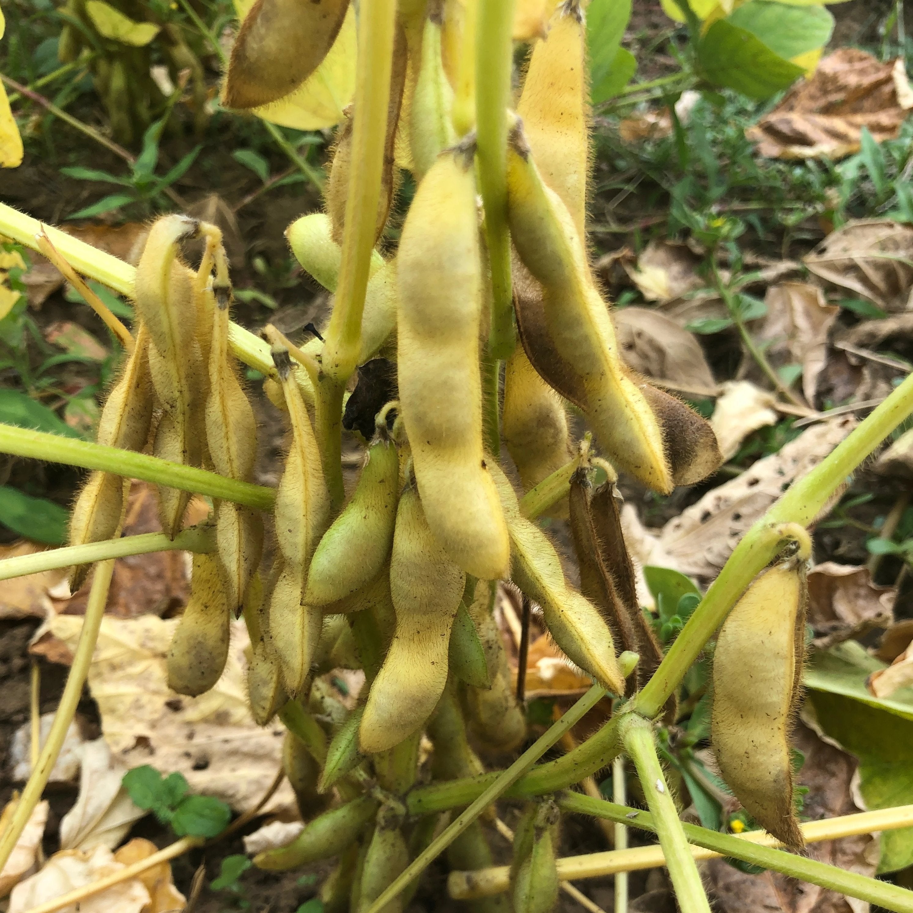 soybean plant seeds Beans, Black Pearl, Soybean