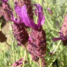 Spanish Lavender, organic, medicinal